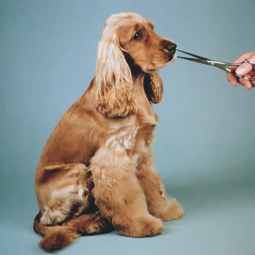 A spaniel with a freshly scissored coat