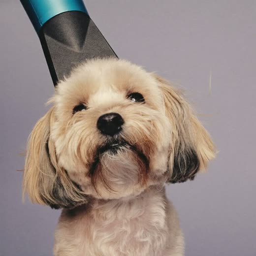 A small fluffy dog being blow-dried after a wash